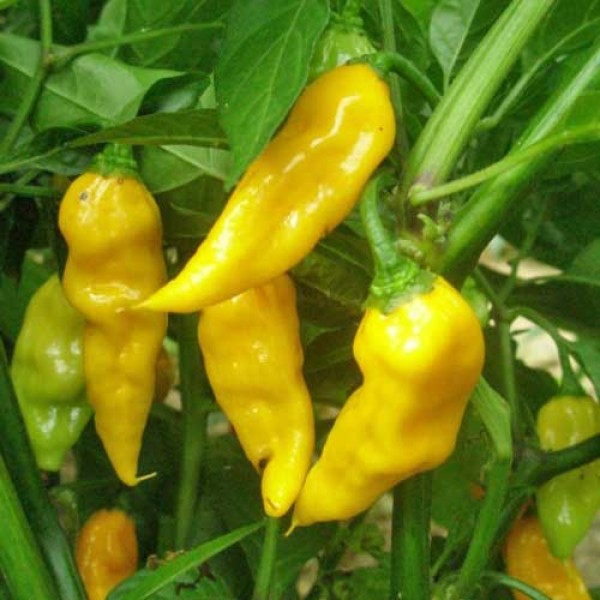 Datil_Sweet_Chili_Samen_1.jpg