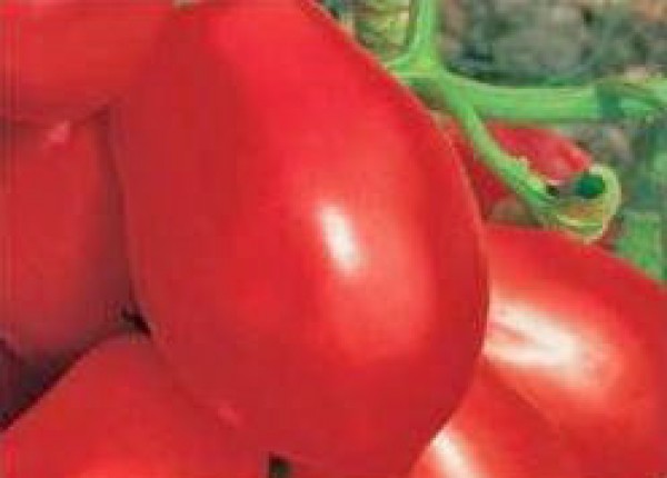 Rio Grande Tomaten Samen