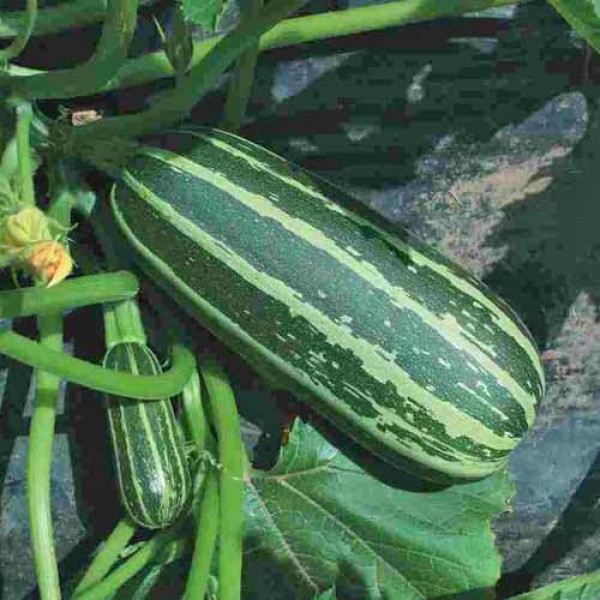 Zucchini_Bush_Baby_Samen_1.jpg