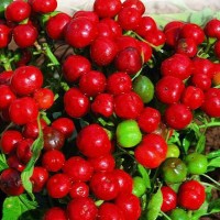 Ciliegia Piccante Chili Samen Ciliegia Piccante Chili Samen