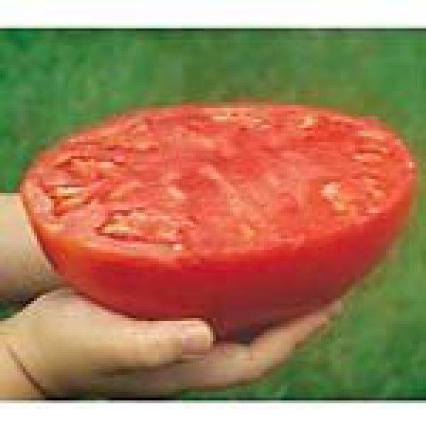 Super Giant Beefsteak Tomaten Samen