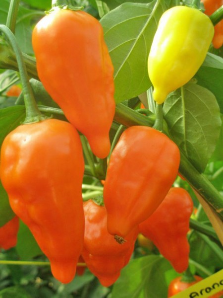 Peruviano Arancio Chili Samen