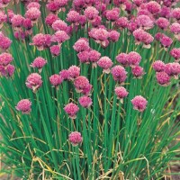 Schnittlauch_Samen_1.jpg Schnittlauch_Samen_1.jpg