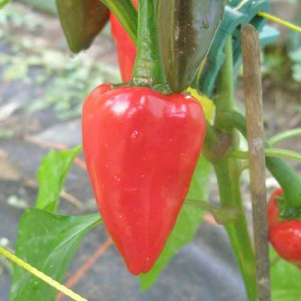 Vulcano Chili Samen