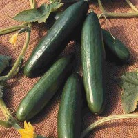 Schlangengurke_La_Diva_Samen_1.jpg Schlangengurke_La_Diva_Samen_1.jpg