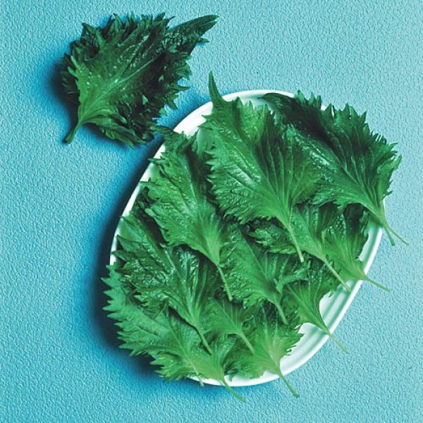 Sesamblatt_Shiso_Green_Samen_1.jpg