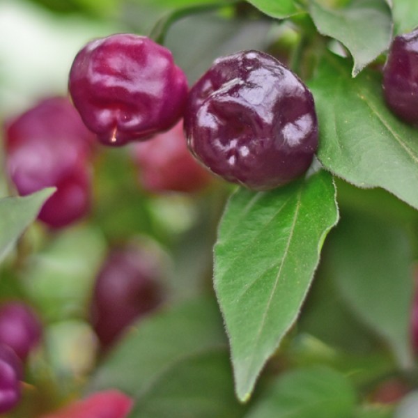 Bio Cheiro Roxa Chili Samen