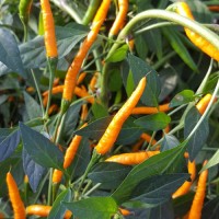 Thai Orange Hot Chili Samen Thai Orange Hot Chili Samen