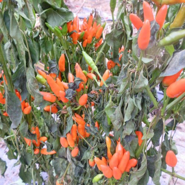 Stromboli Chili Samen