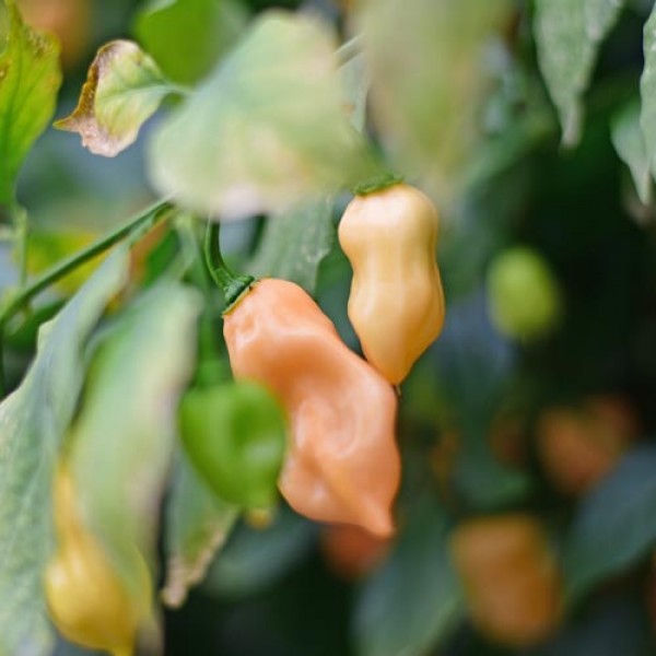 BIO Habanero Kukulkan Chili Samen