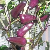 Starfire Purple Chili Samen Starfire Purple Chili Samen