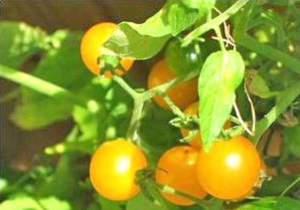 Gold Nugget Yellow Cherry Tomaten Samen