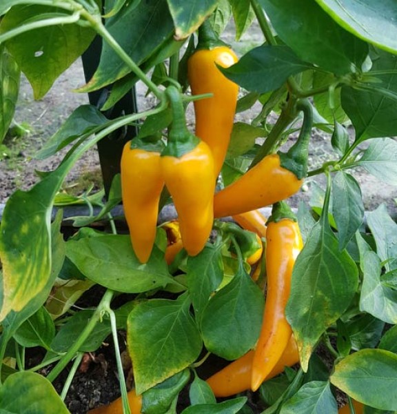 Bulgarian_Carrot_Orange_Chili_Samen_1.jpg