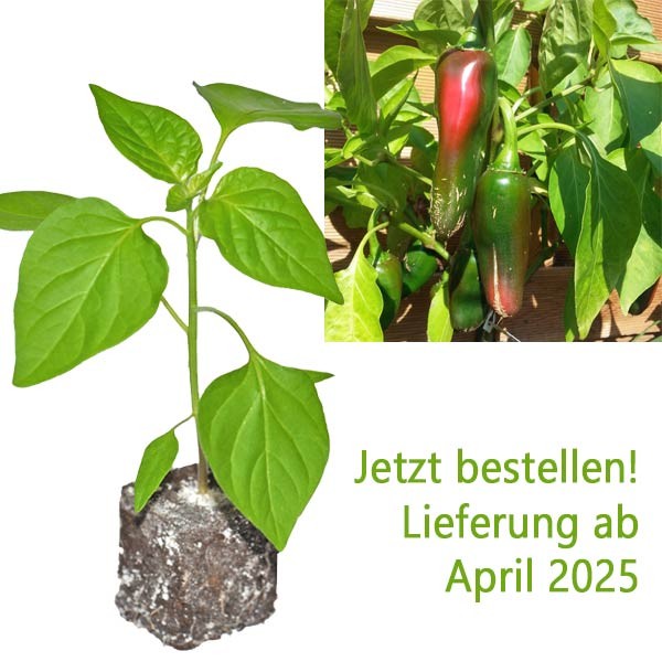 BIO_Jalapeno_Big_Chili-Pflanze_01.jpg