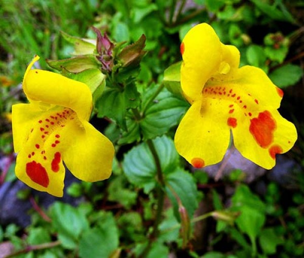 Gauklerblume_Mimulus_tigrinus_Samen_1.jpg