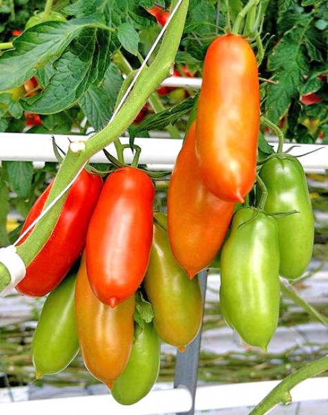 Napoli Tomaten Samen