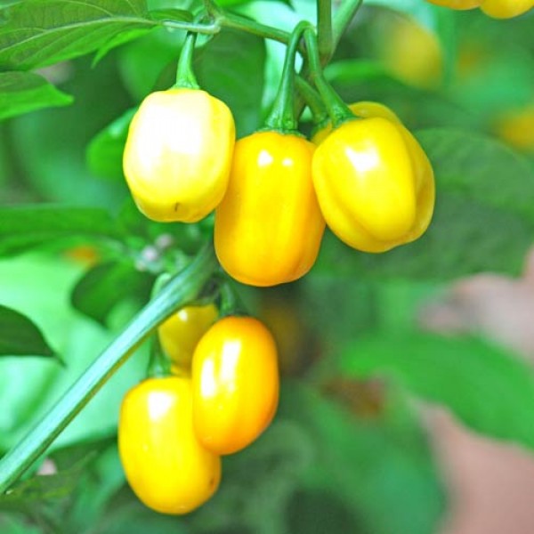 Aji_Dulce_Chili_Samen_1.jpg