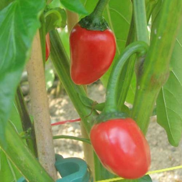 Habanero_Red_Palmera_Chili_Samen_1.jpg