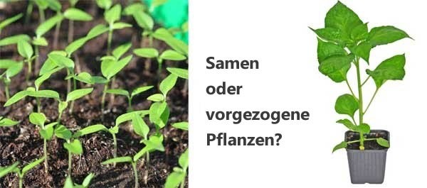 Chili-Samen oder Chili-Pflanzen kaufen