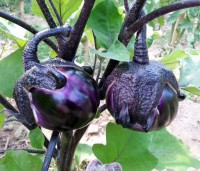Aubergine_Violetta_di_Firenze_Samen_1.jpg Aubergine_Violetta_di_Firenze_Samen_1.jpg
