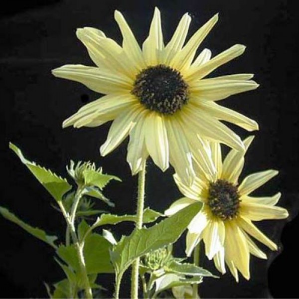 Sonnenblume_Italian_White_Samen_1.jpg