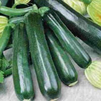 Zucchini_Black_Beauty_Dark_Fog_Samen_1.jpg Zucchini_Black_Beauty_Dark_Fog_Samen_1.jpg