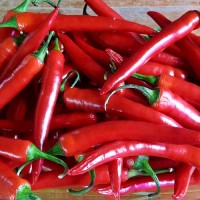 Cayenne_Chili_Samen_1.jpg Cayenne_Chili_Samen_1.jpg