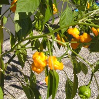 Scotch_Bonnet_Yellow_Chili_Samen_1.jpg Scotch_Bonnet_Yellow_Chili_Samen_1.jpg