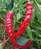 Lombardo_Chili_Samen_1.jpg Lombardo_Chili_Samen_1.jpg