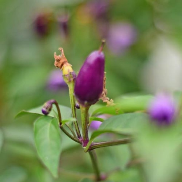 Bio Bolivian Rainbow Chili Samen