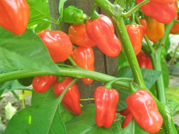 Habanero Zavory Red Chili Samen