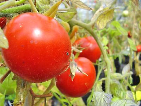 Heinz 1350 Tomaten Samen