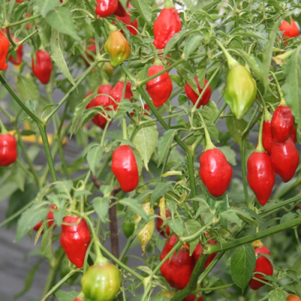 Rainforest Chili Samen