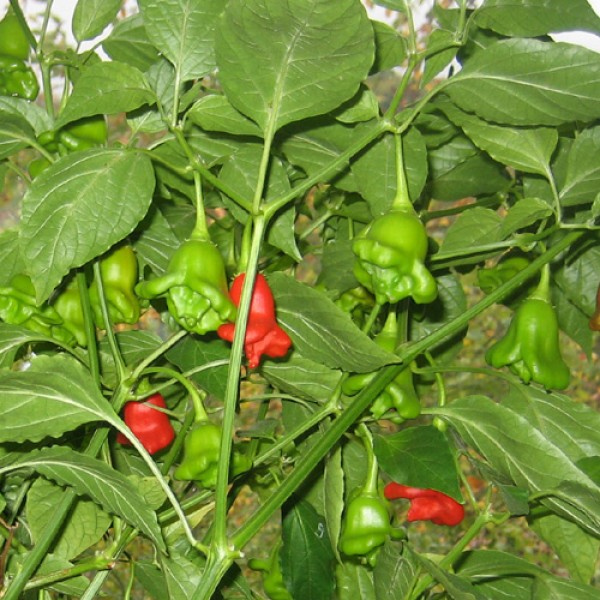 Bio Scotch Bonnet Chili Samen