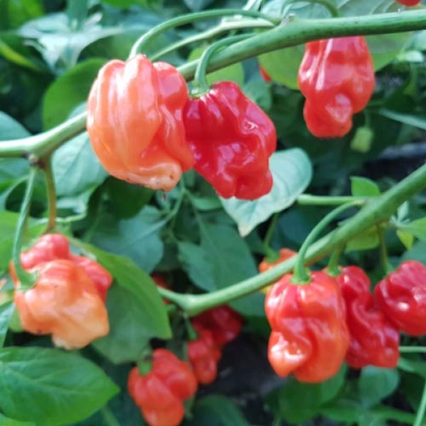 Habanero Aji Chombo Red Chili Samen