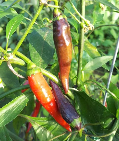 Buena_Mulata_Chili_Samen_1.jpg