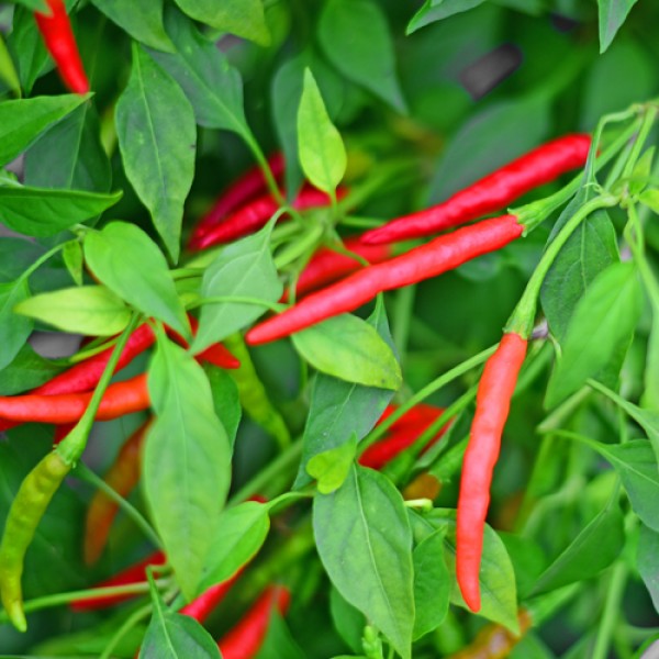 Bio Burning Bush Chili Samen