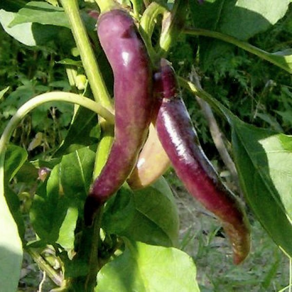 Cayenne Purple Chili Samen