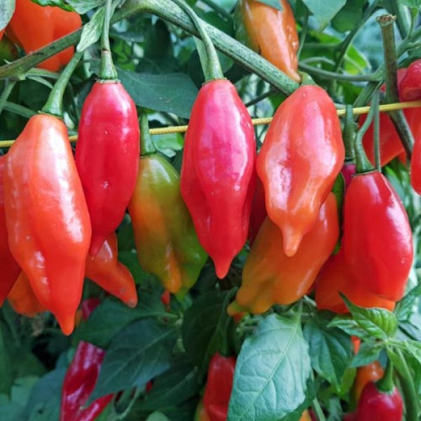 Habanero Maya Red Chili Samen