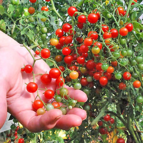 Currant Sweet Pea Tomaten Samen