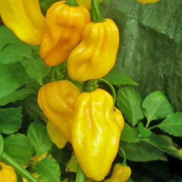 Habanero_Caribbean_Yellow_Chili_Samen_1.jpg