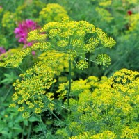 Dill_Bouquet_Samen_1.jpg Dill_Bouquet_Samen_1.jpg