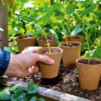 26 Anzuchttöpfe rund 6cm 26 Anzuchttöpfe rund 6cm