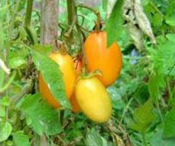 Orange Banana Tomaten Samen