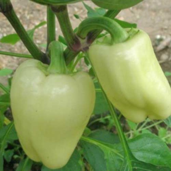 White_Bell_Chili_Samen_1.jpg