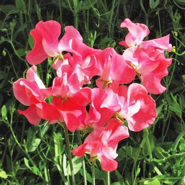 Duftwicke_Geranium_Pink_Spencer_Samen_1.jpg