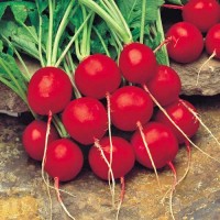 Radieschen_Saxa_2_Samen_1.jpg Radieschen_Saxa_2_Samen_1.jpg