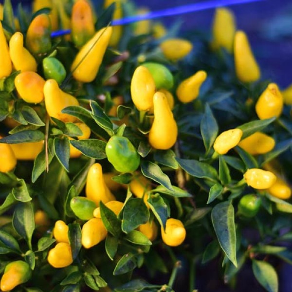 Bio_Feuerkuesschen_Yellow_Chili_Samen_04.jpg