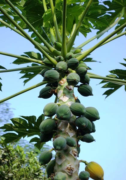 Papaya_Carica_Samen_1.jpg