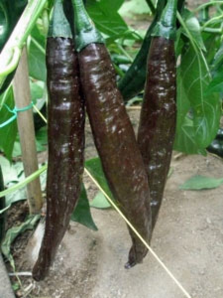 Pasilla Bajio Chili Samen